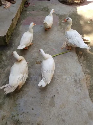 White Muscovy Duck