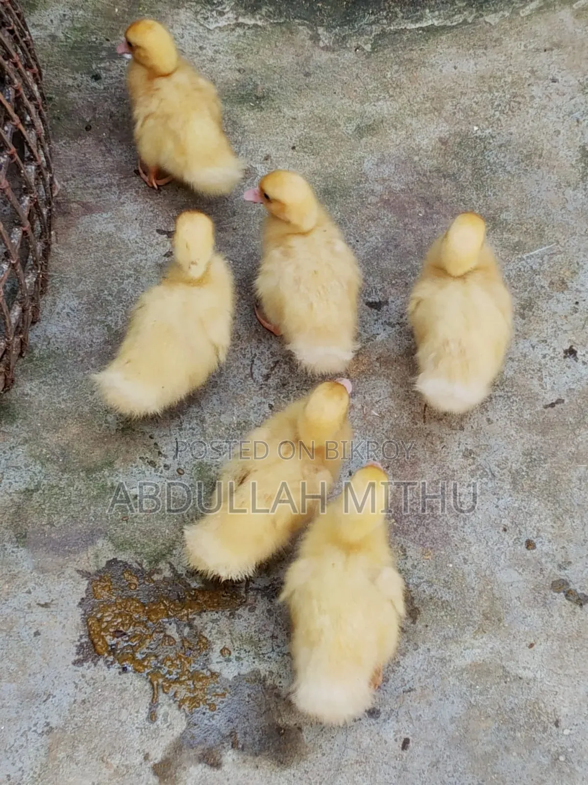 White Muscovy Duck