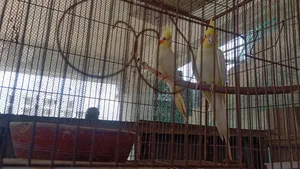 Cockatiel Pair with Chicks