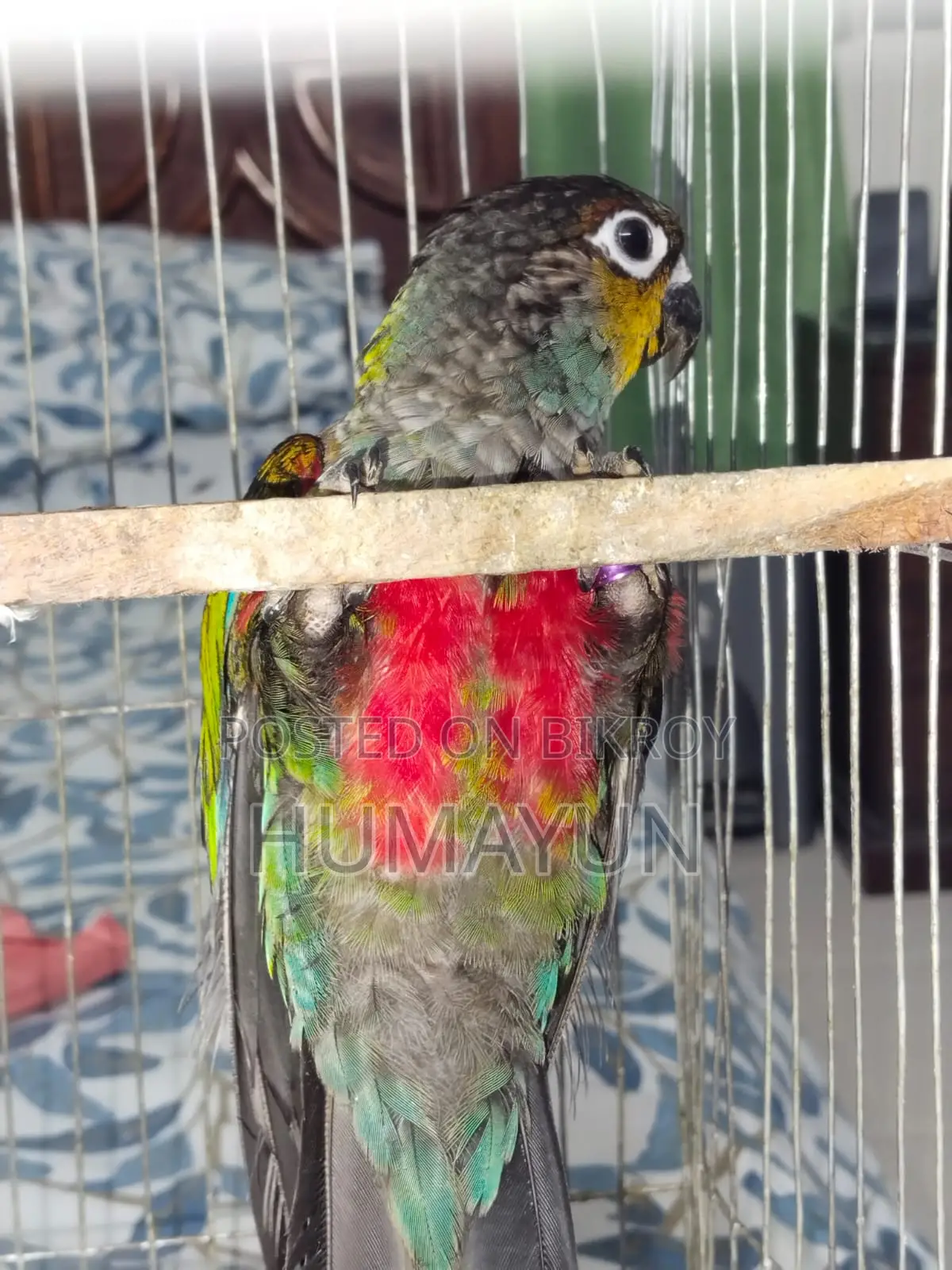 Male Crimson Bellied