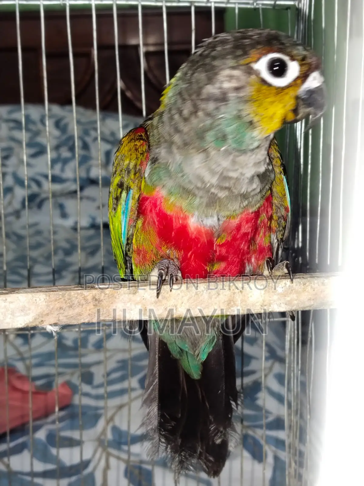 Male Crimson Bellied