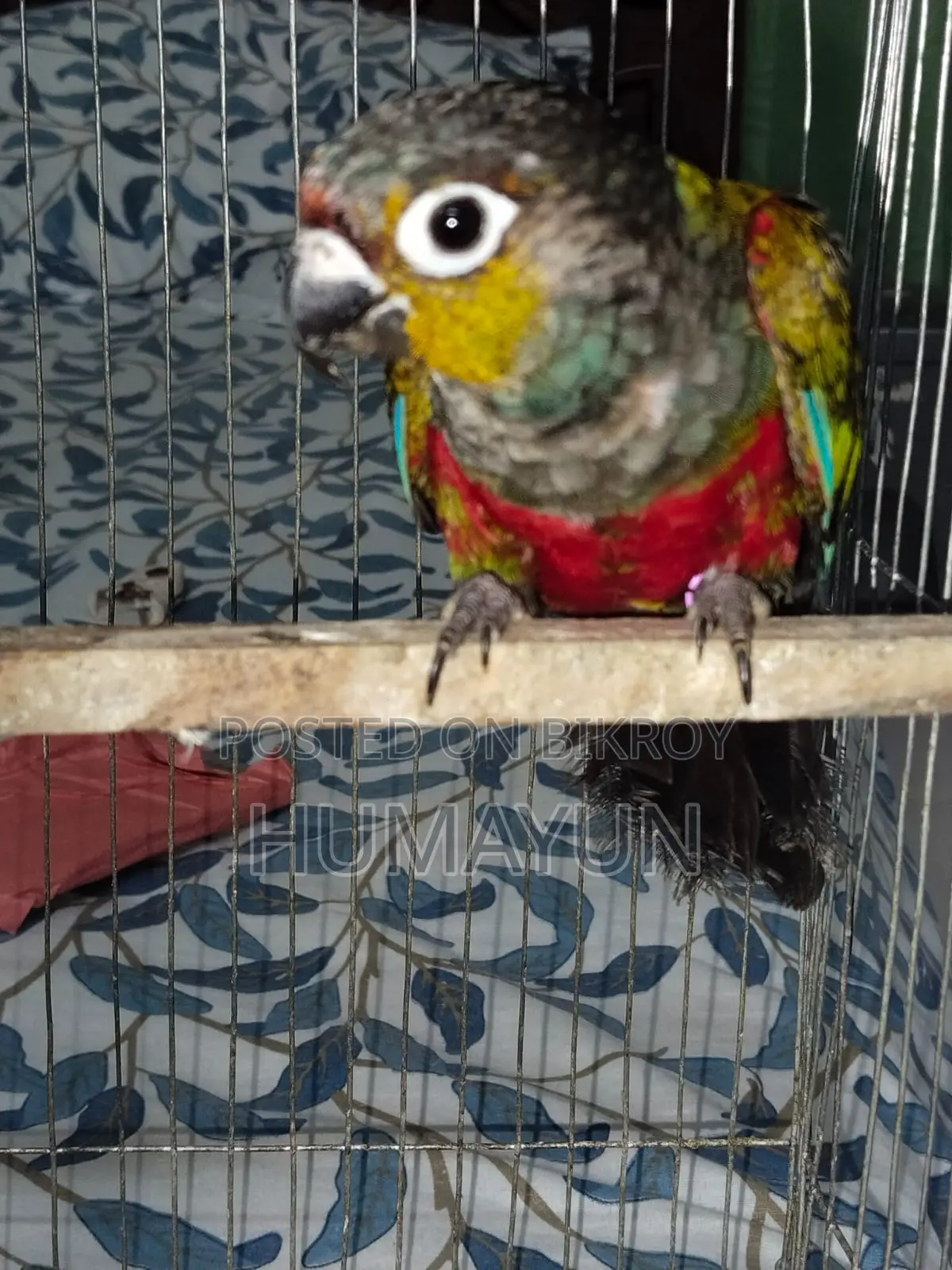 Male Crimson Bellied