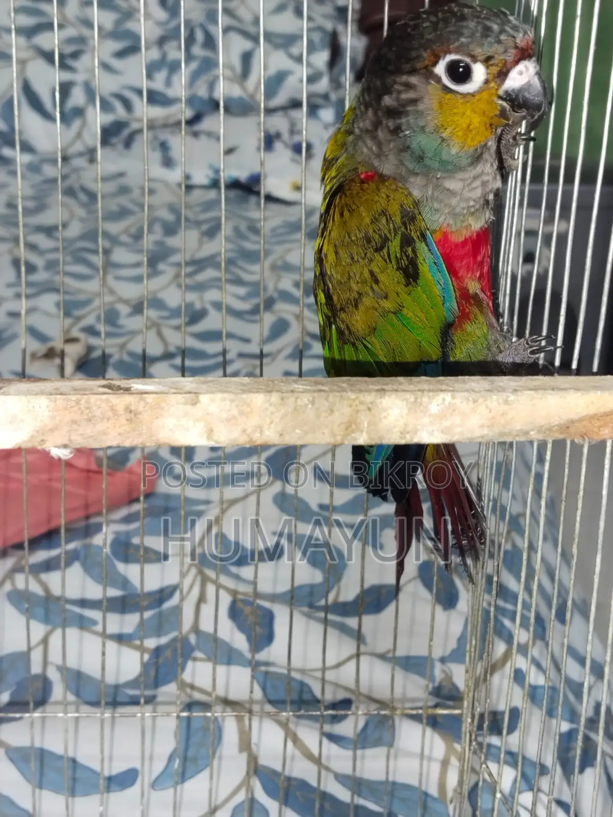 Male Crimson Bellied
