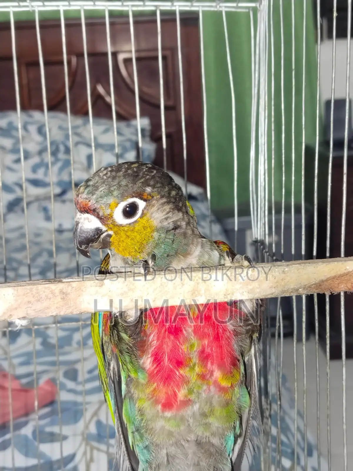 Male Crimson Bellied
