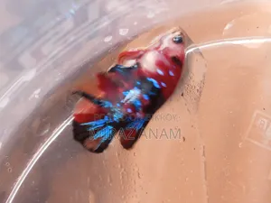 ফাইটার মাছ