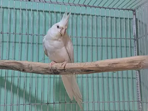 Albino Male