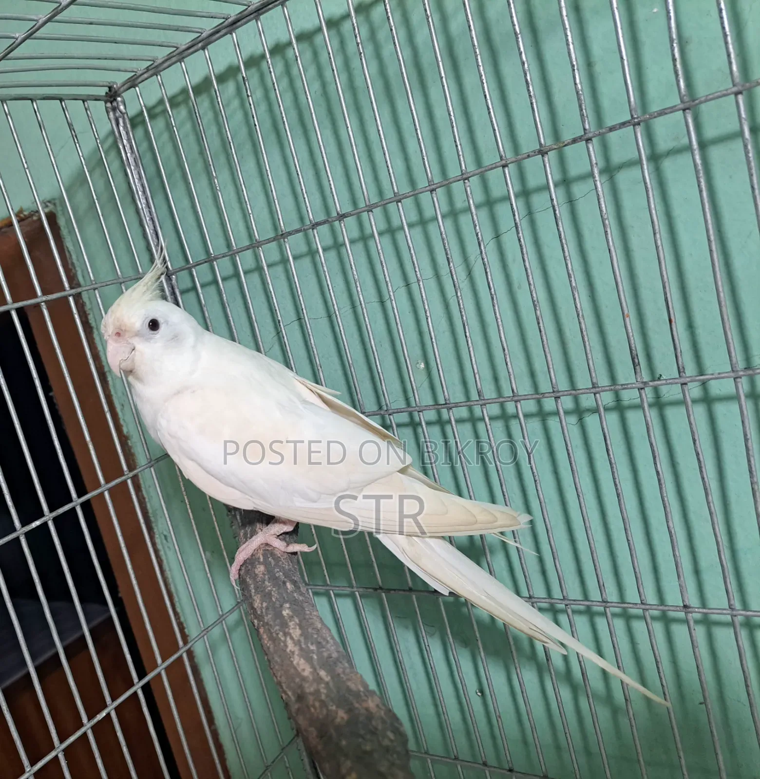 Albino Male