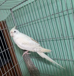 Albino Male
