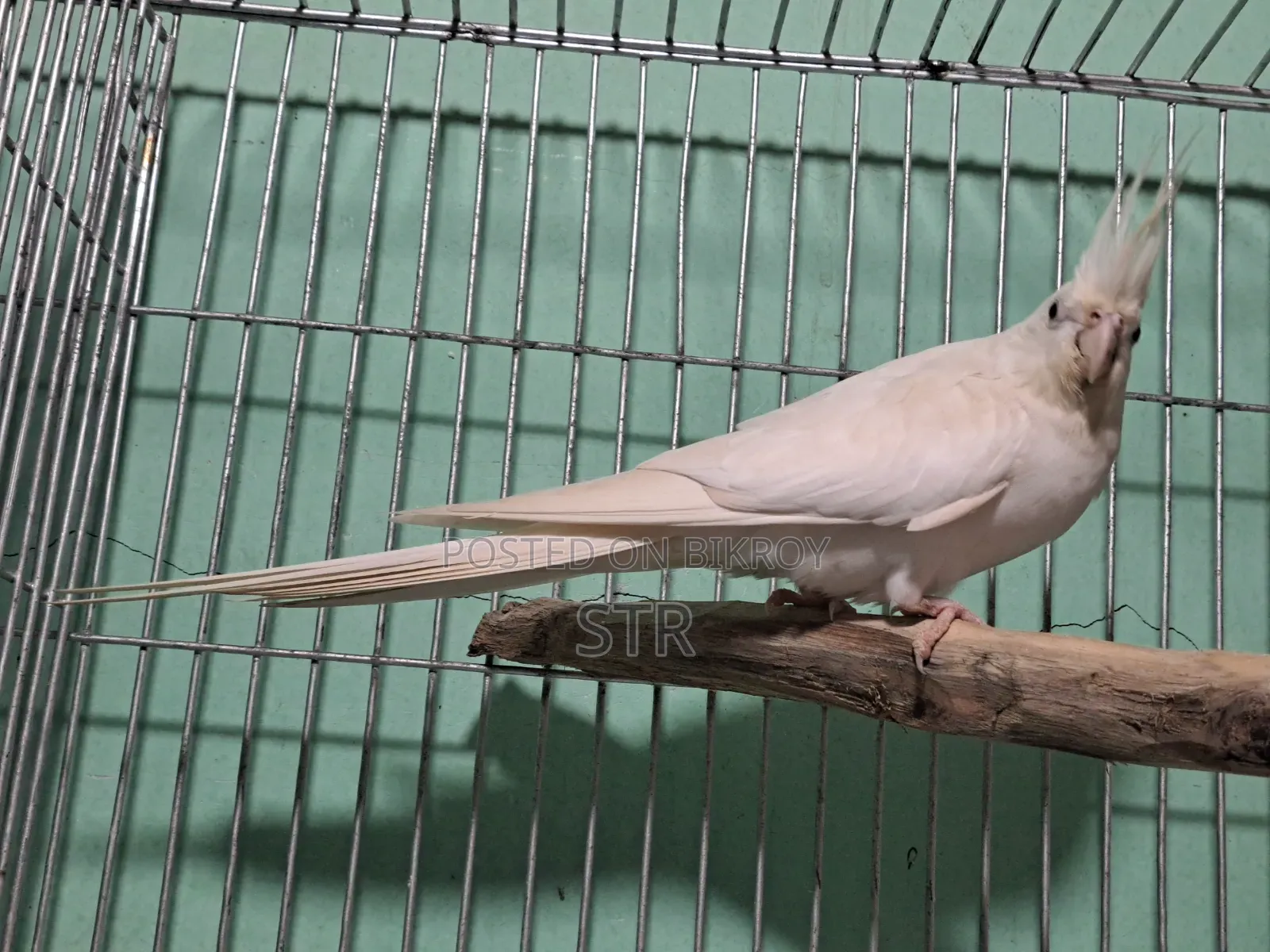 Albino Male