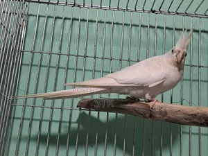 Albino Male