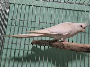 Albino Male
