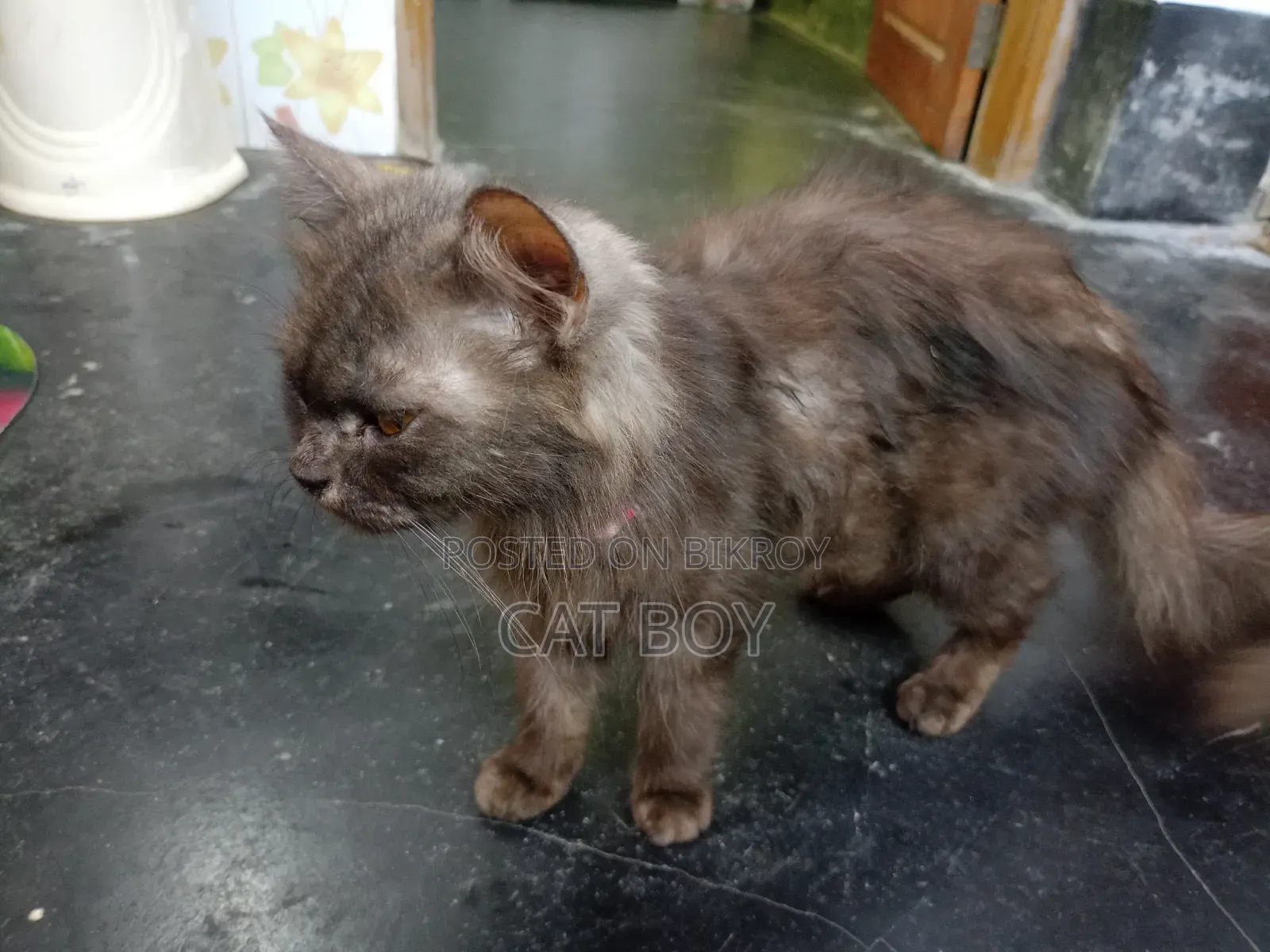 1+ year Female Purebred Persian