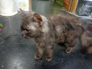 1+ year Female Purebred Persian