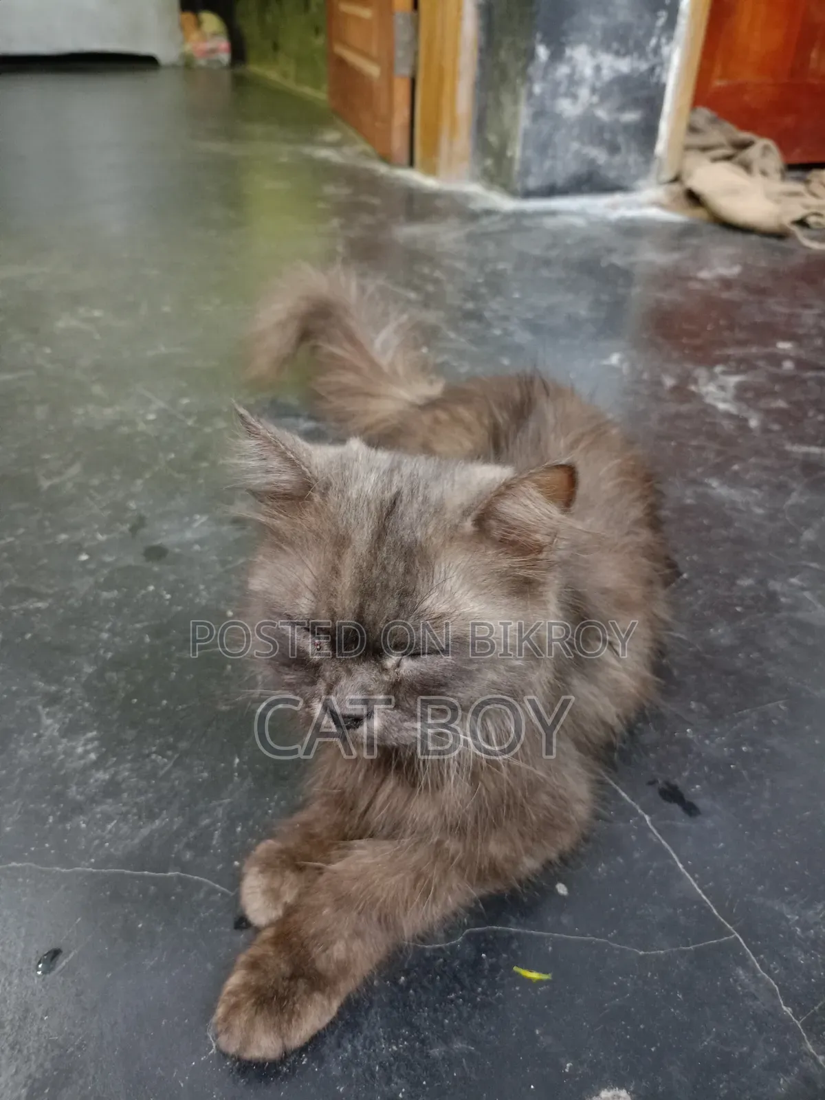 1+ year Female Purebred Persian