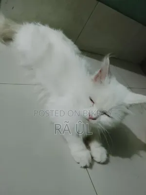 6-12 months Female Purebred Persian