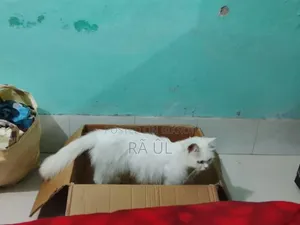 6-12 months Female Purebred Persian