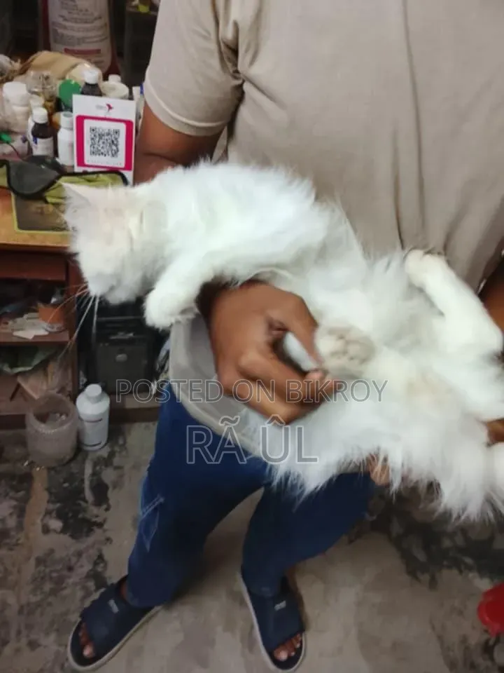 6-12 months Female Purebred Persian