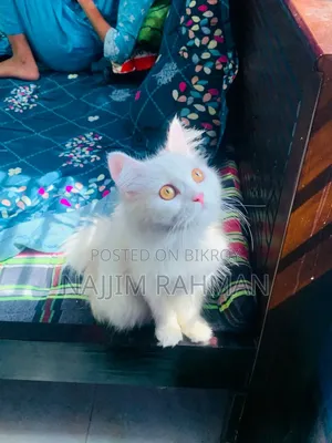 ১+ বছরের ফিমেল পিওরব্রেড পার্সিয়ান