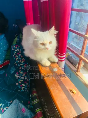 ১+ বছরের ফিমেল পিওরব্রেড পার্সিয়ান