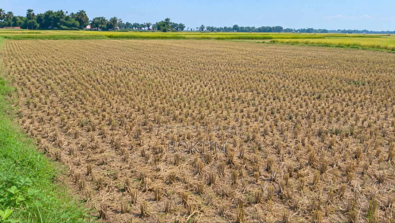 25 Katha Land Near Rajshahi City for Sale
