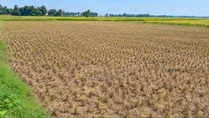 25 Katha Land Near Rajshahi City for Sale