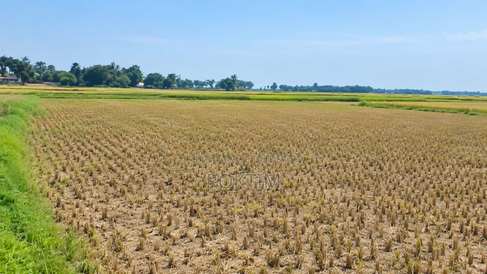 25 Katha Land Near Rajshahi City for Sale