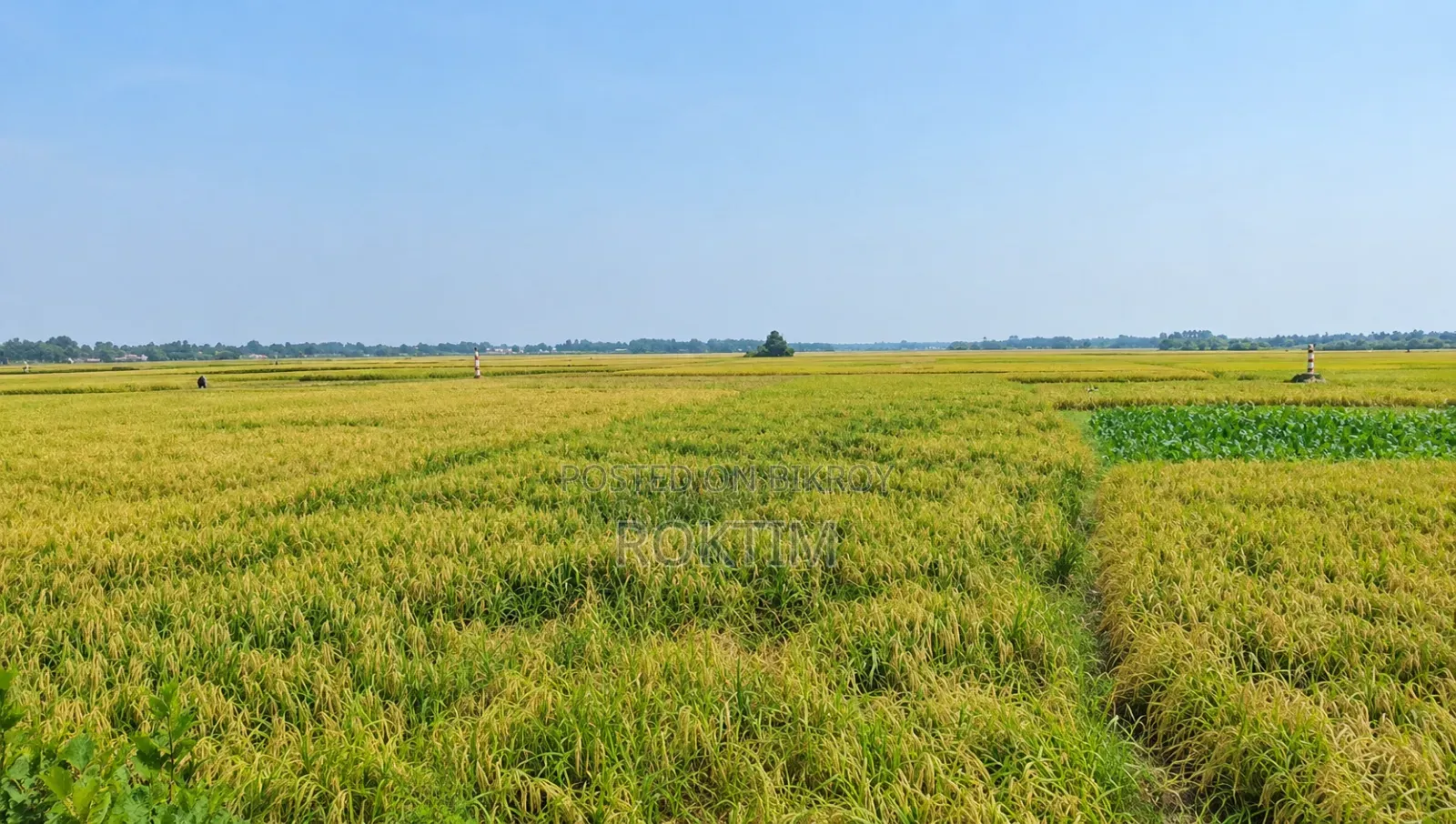 25 Katha Land Near Rajshahi City for Sale