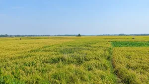 25 Katha Land Near Rajshahi City for Sale