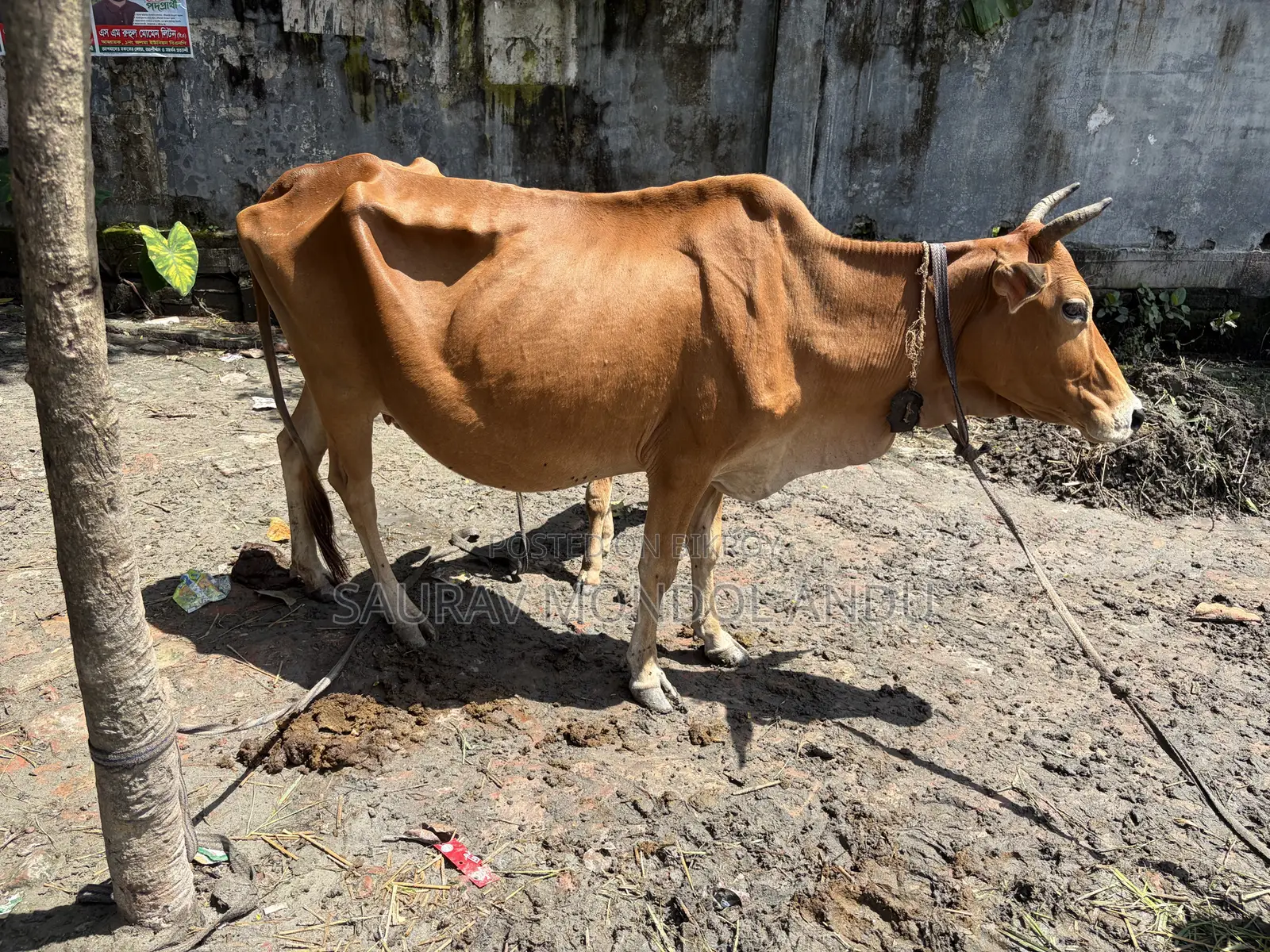 দেশি গাভী গরু বিক্রয় হবে সাথে বাছুর