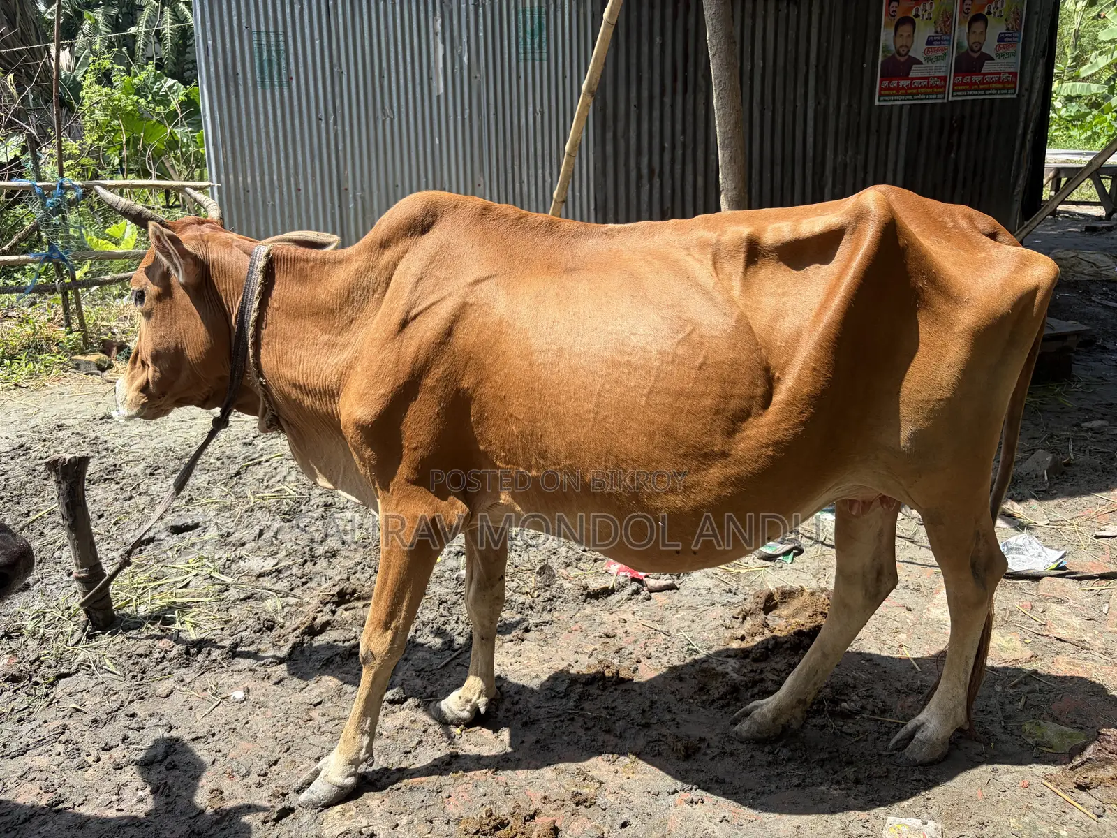 দেশি গাভী গরু বিক্রয় হবে সাথে বাছুর