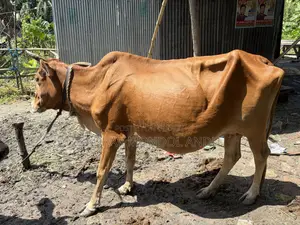 দেশি গাভী গরু বিক্রয় হবে সাথে বাছুর