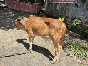 দেশি গাভী গরু বিক্রয় হবে সাথে বাছুর