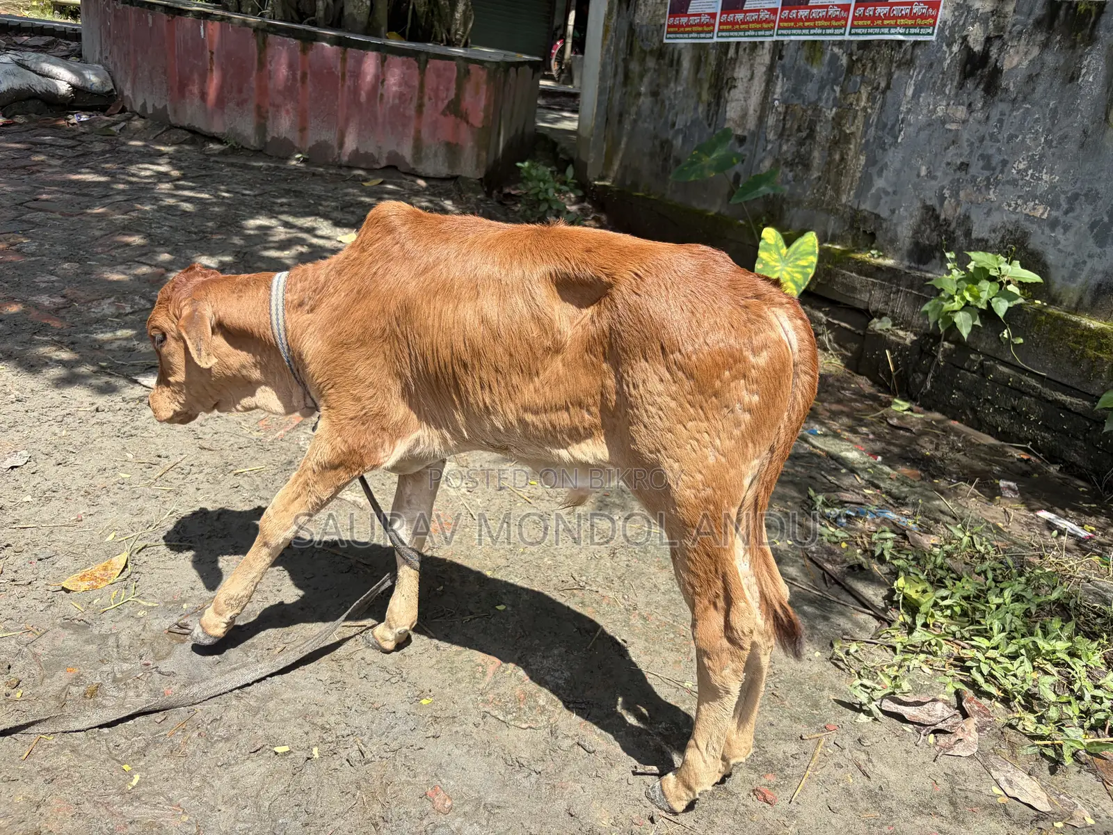 দেশি গাভী গরু বিক্রয় হবে সাথে বাছুর