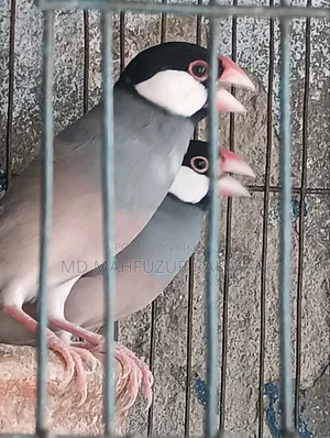জাবা পাখি রানিং পেয়ার য়ার