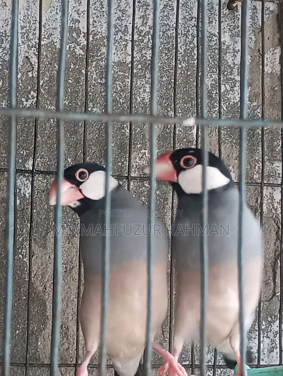 জাবা পাখি রানিং পেয়ার য়ার