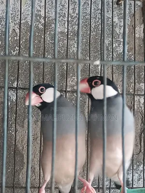 জাবা পাখি রানিং পেয়ার য়ার
