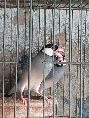জাবা পাখি রানিং পেয়ার য়ার