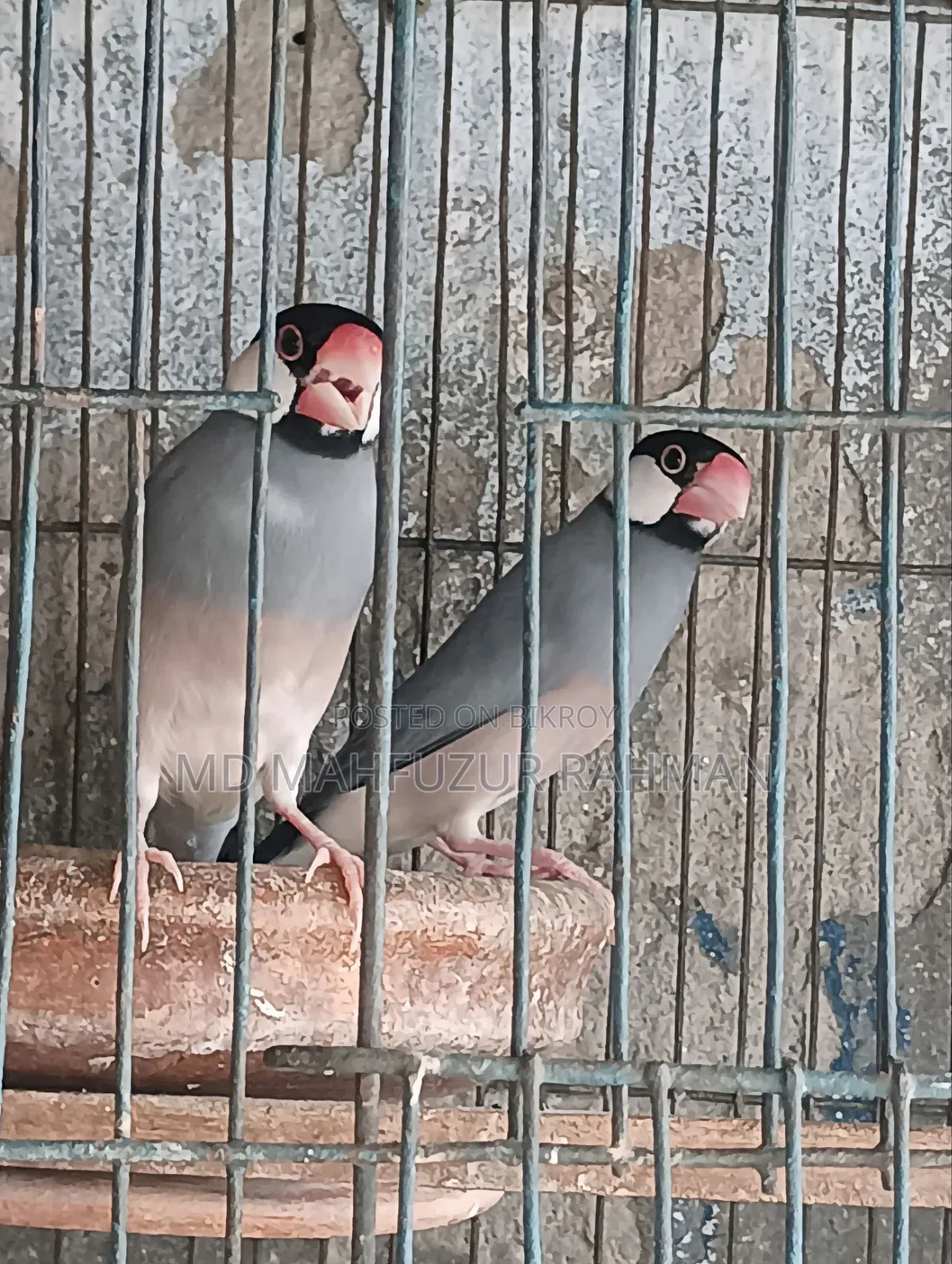 জাবা পাখি রানিং পেয়ার য়ার