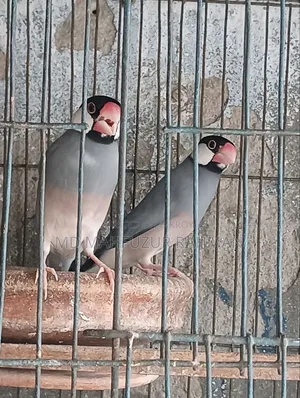জাবা পাখি রানিং পেয়ার য়ার