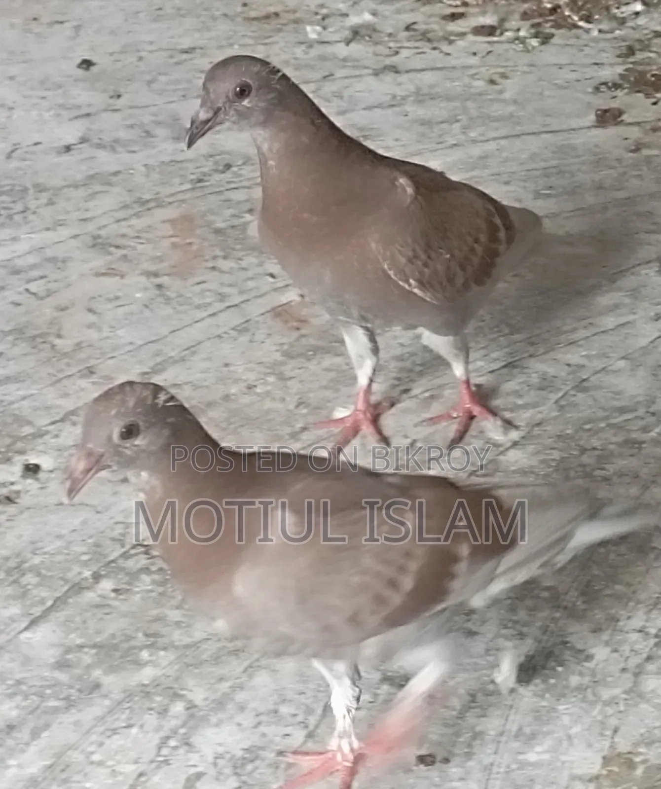 Red Checker Baby Pigeon