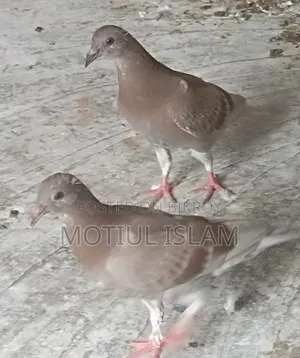 Red Checker Baby Pigeon