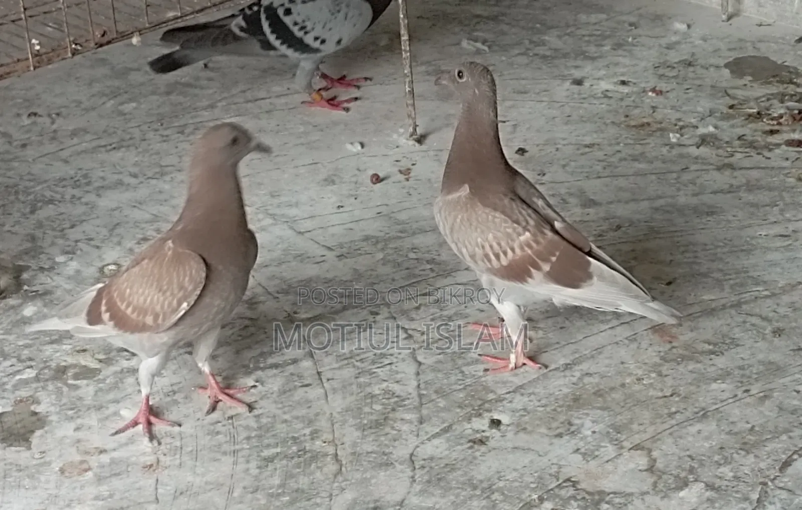 Red Checker Baby Pigeon