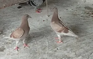 Red Checker Baby Pigeon