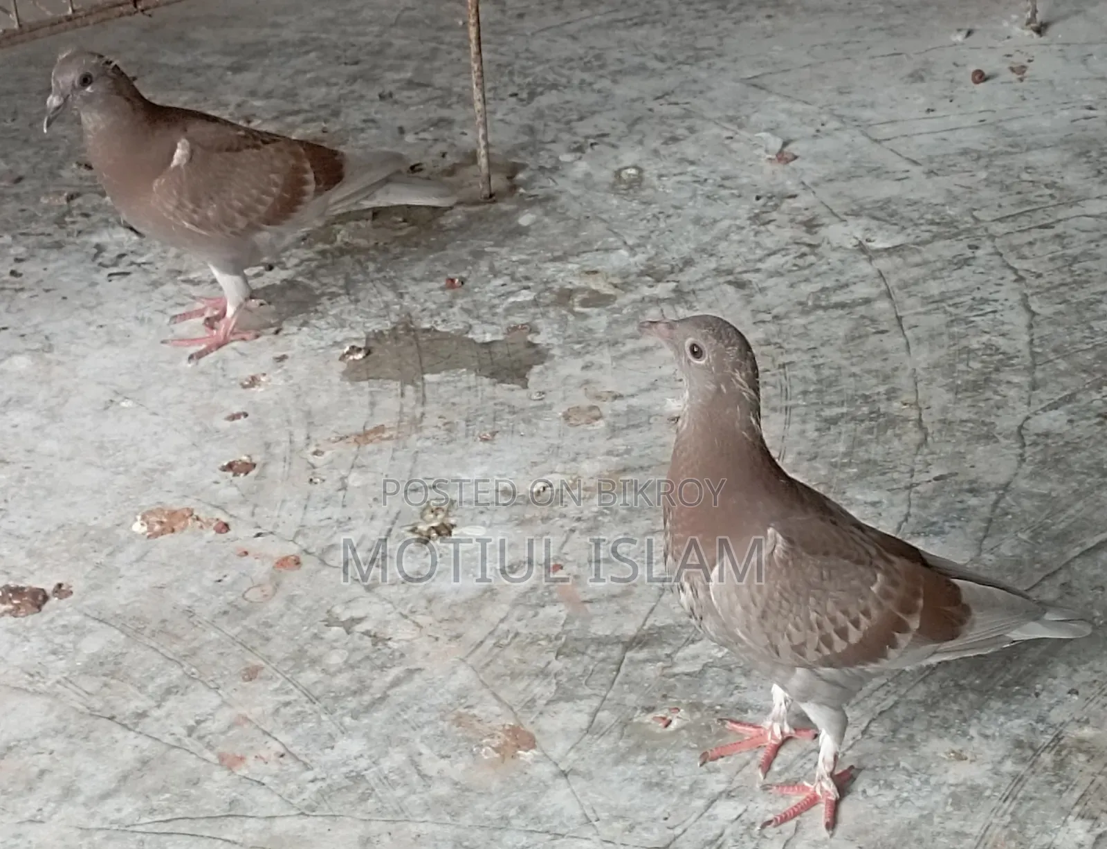 Red Checker Baby Pigeon