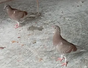 Red Checker Baby Pigeon