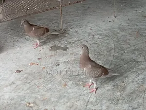 Red Checker Baby Pigeon