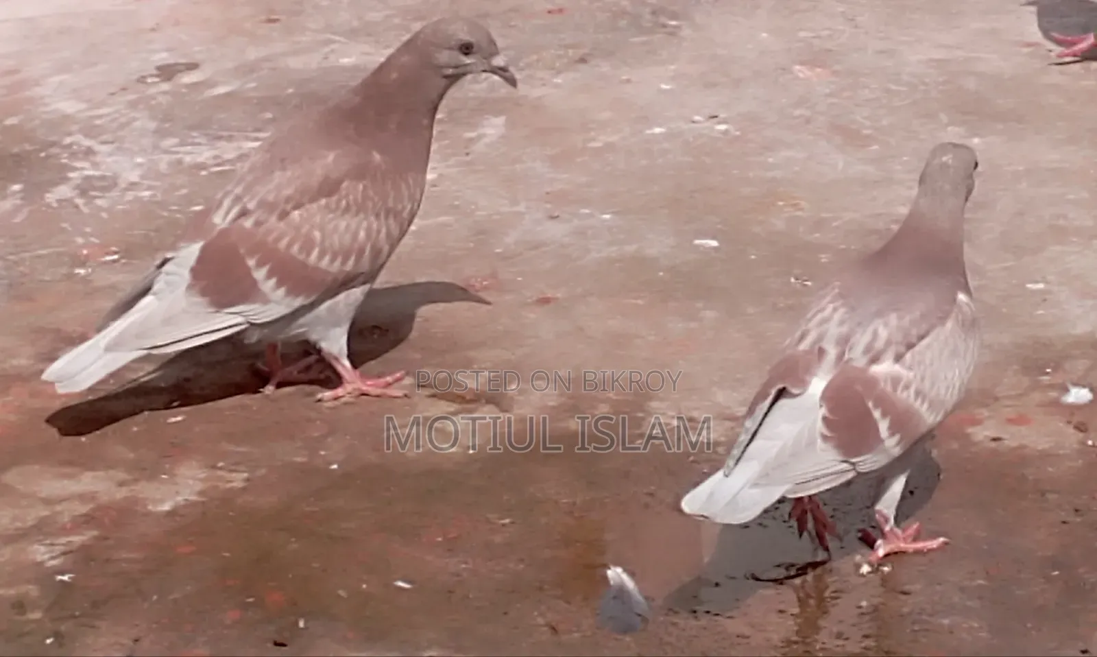 Red Checker Baby Pigeon