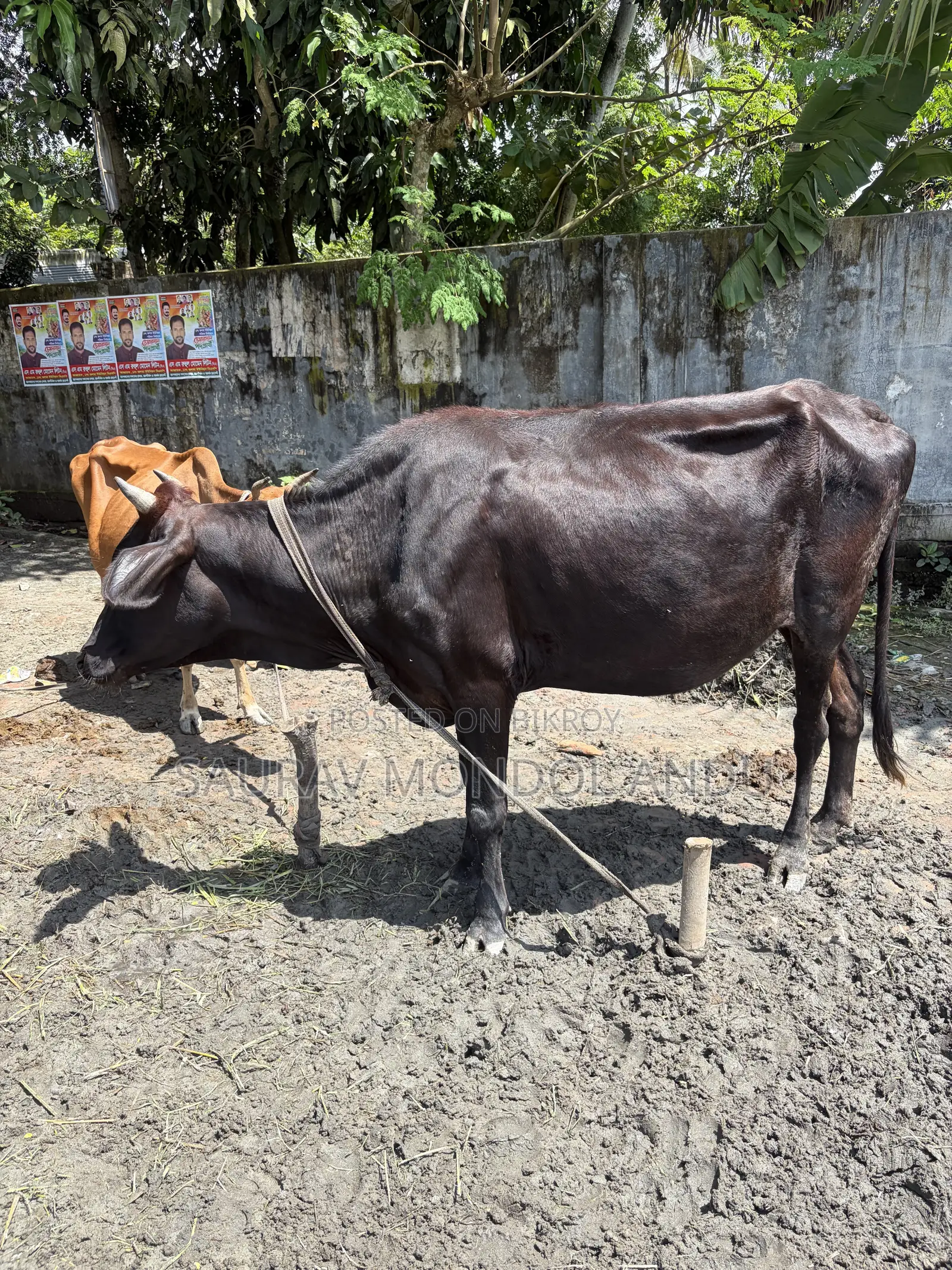 ৩ মাসের গাভীন কালো বকনা গরু বিক্রয়