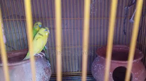 Bird for Sale