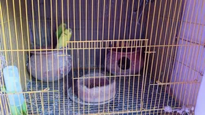 Bird for Sale